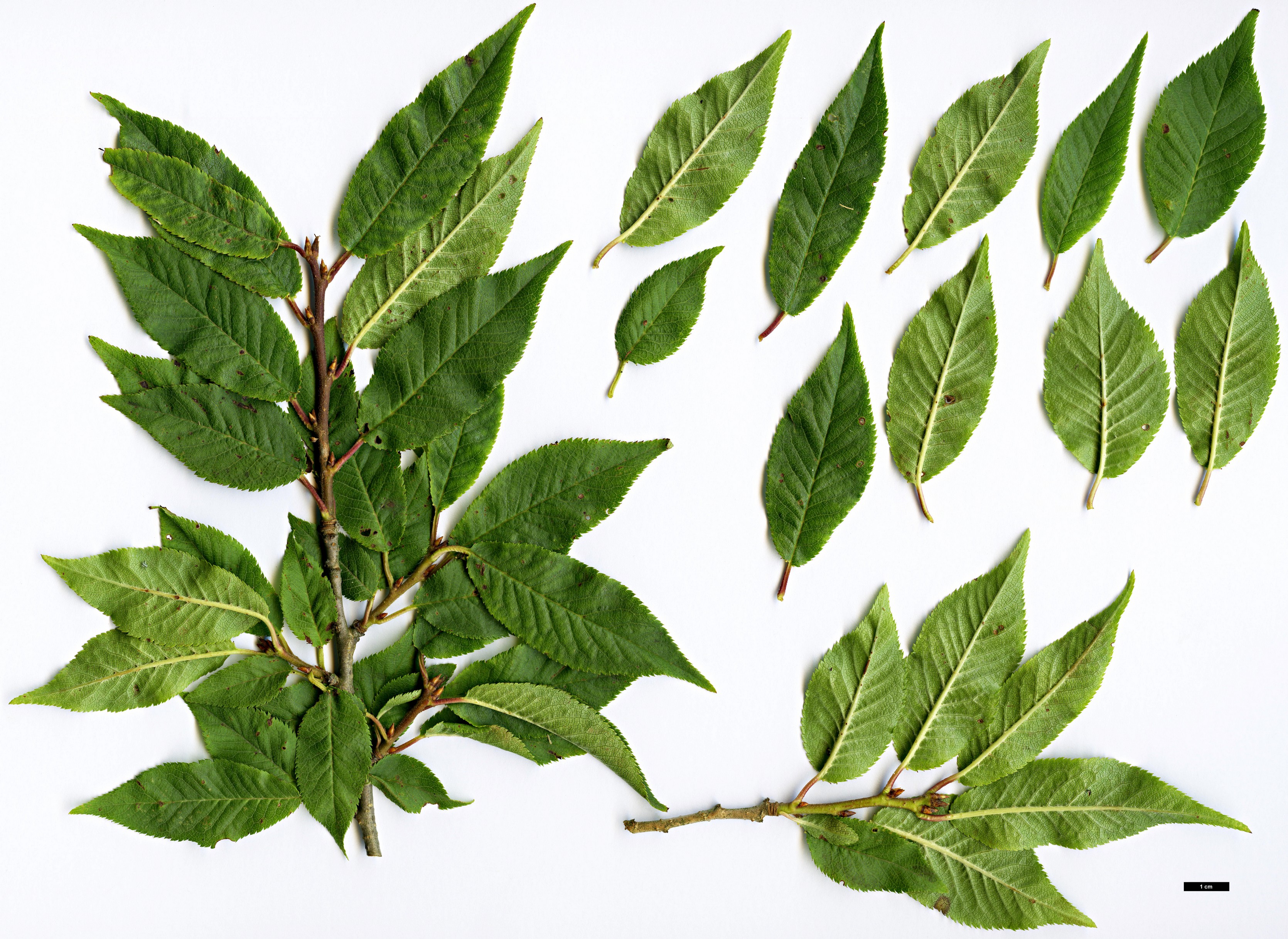 High resolution image: Family: Rosaceae - Genus: Prunus - Taxon: latidentata - SpeciesSub: var. pleuroptera